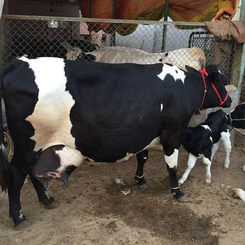 HF Mix Breed Milky Cow Available for Sale