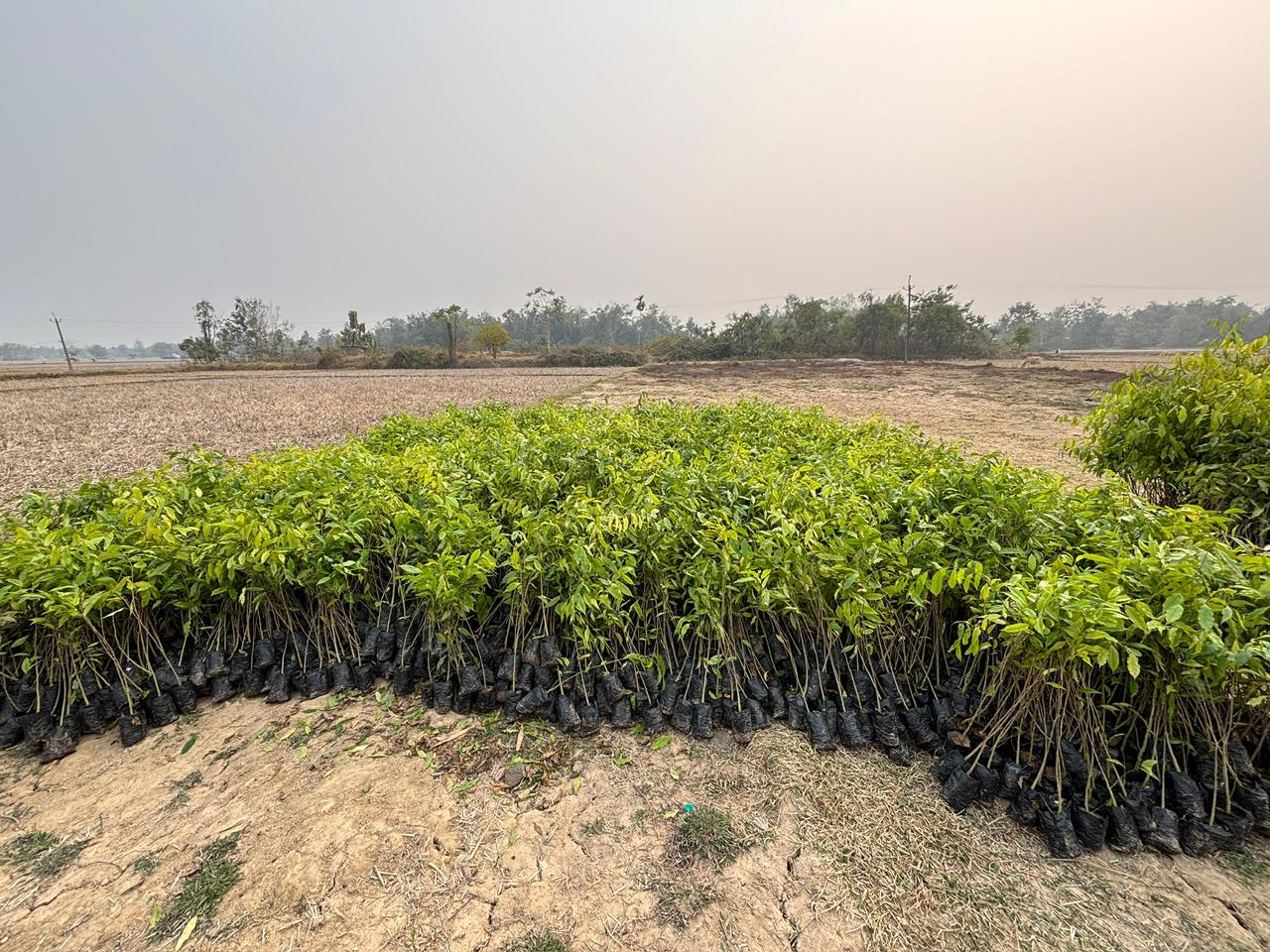 Agarwood Plant for Sale