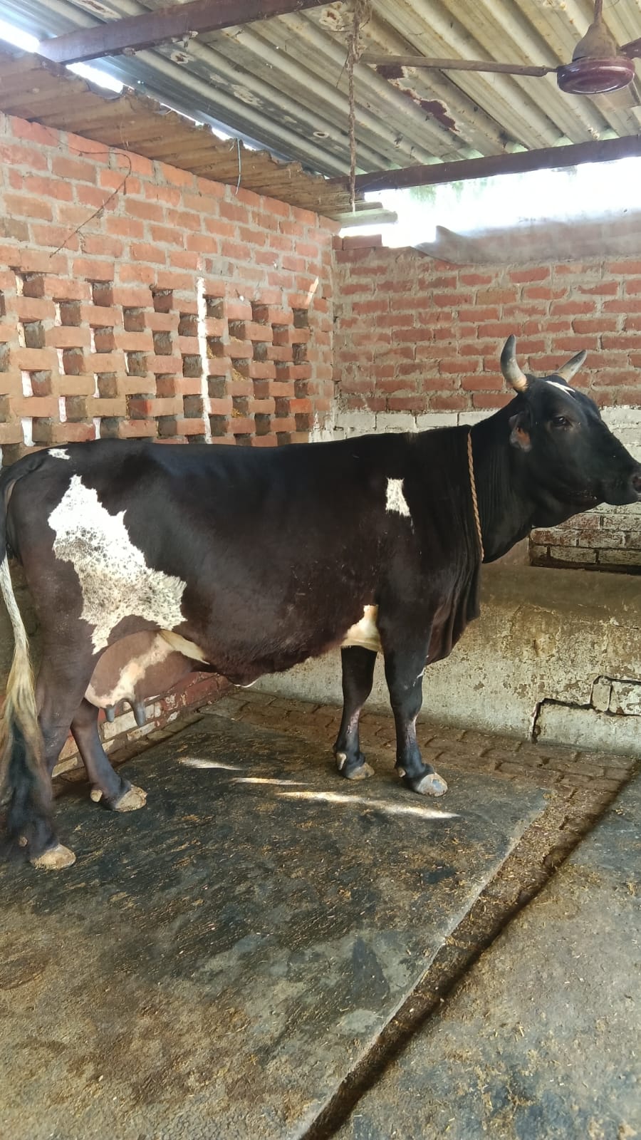 Mix HF breed cow available for Sale
