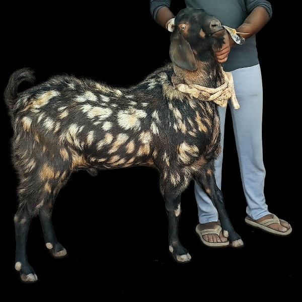 Sirohi Bakra Available for Sale