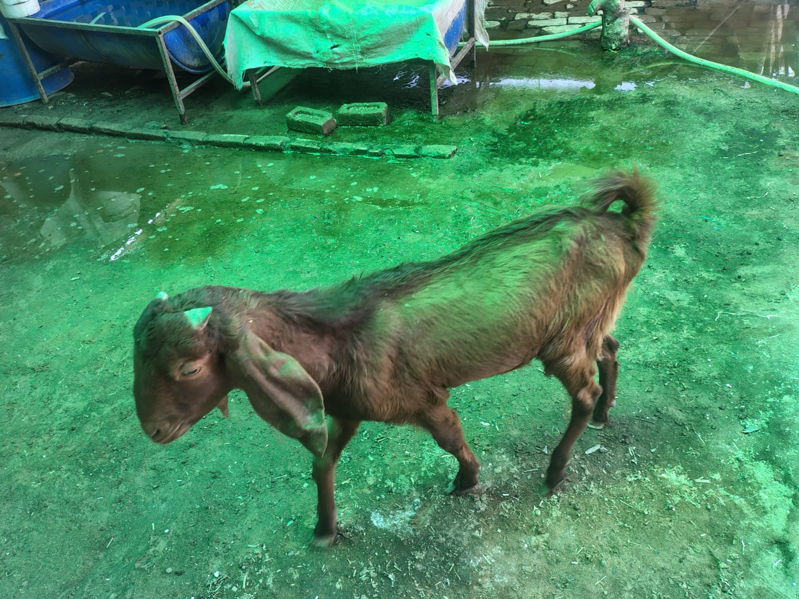Ajmera Breed Bakra ready for Sale