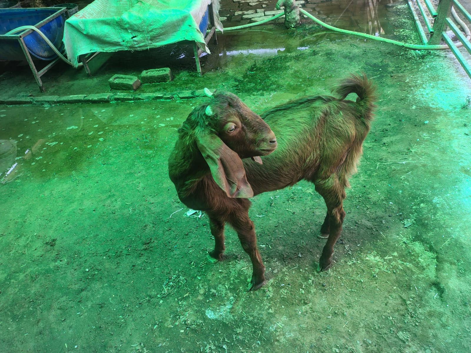 Ajmera Breed Bakra ready for Sale