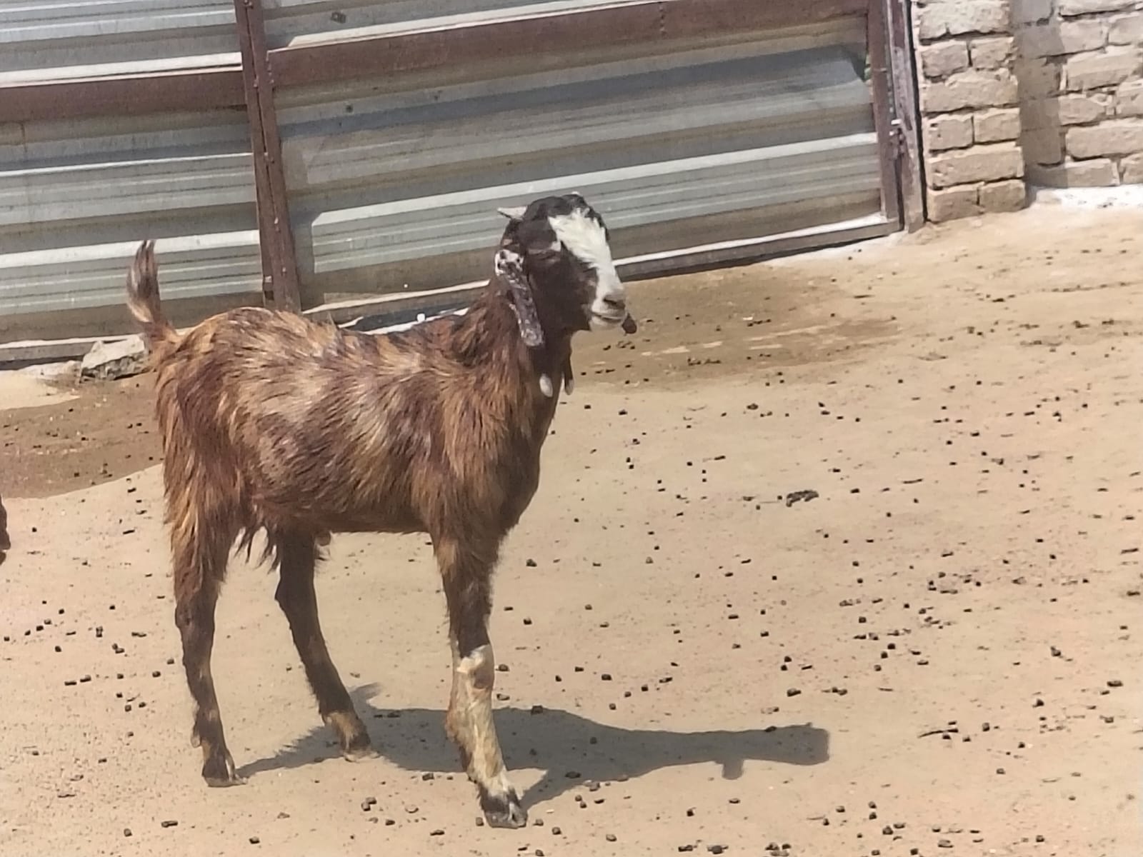 Sirohi Sojat Mix Bakra Available for Sale