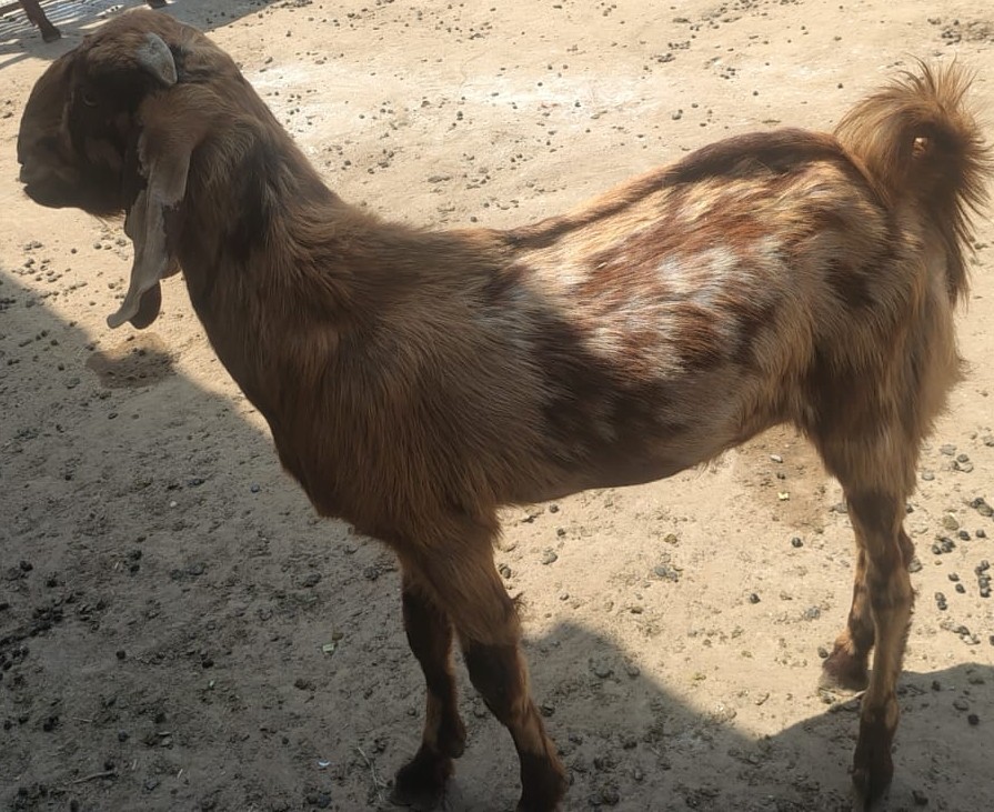 Premium Quality Sirohi Andul Bakra Available for Sale