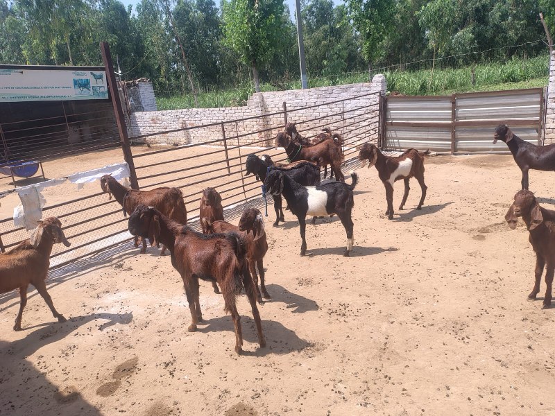 Mix Bakre Avialble for Sale